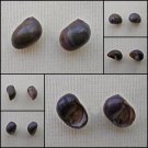 AGB03 - Clithon bicolor  11.94mm - 12.65mm