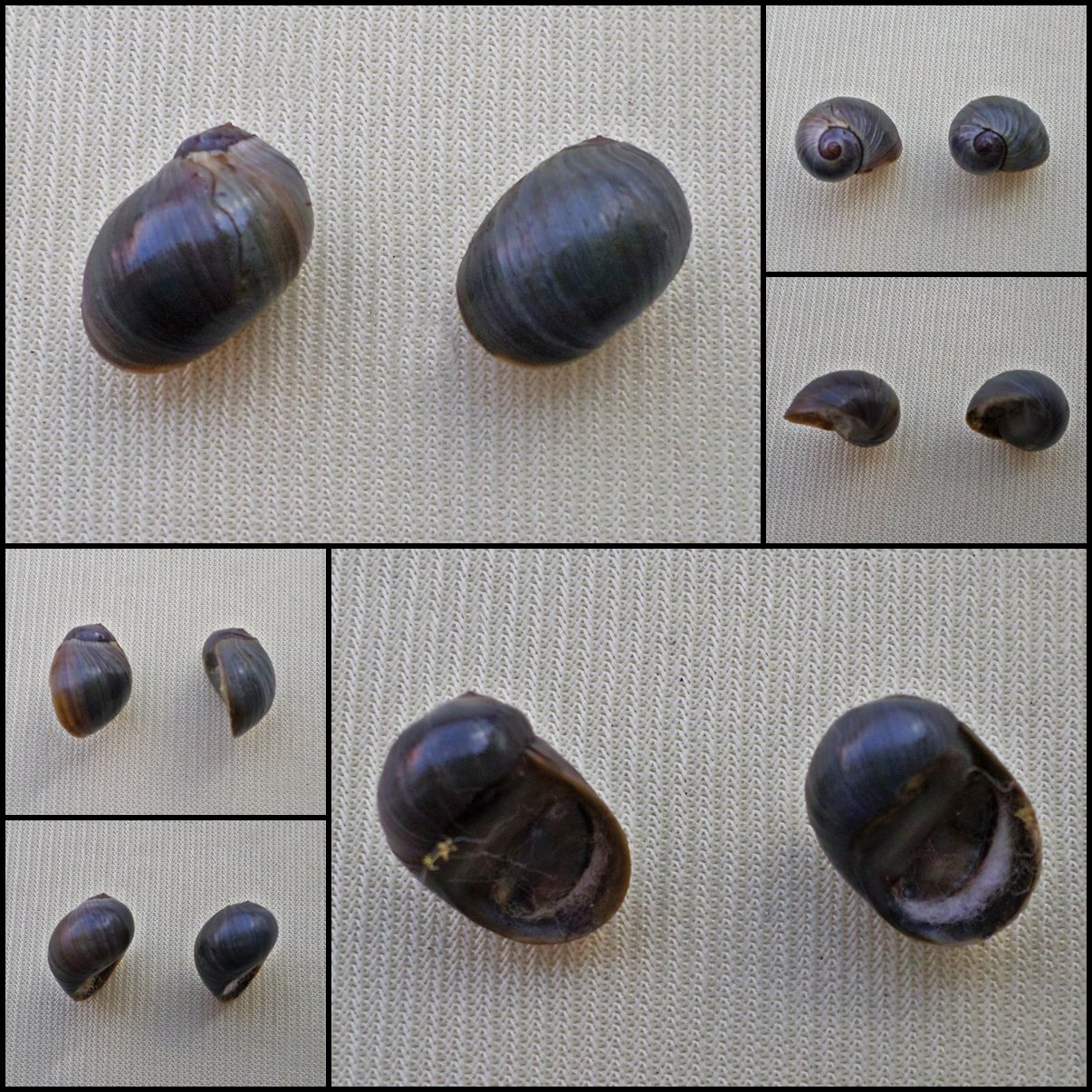AGB04 - Clithon bicolor  13.02mm - 12.07mm