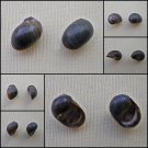 AGB04 - Clithon bicolor  13.02mm - 12.07mm