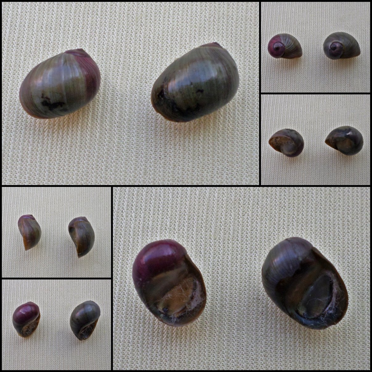 AGB05 - Clithon bicolor  11.61mm - 12.37mm