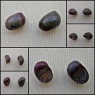 AGB05 - Clithon bicolor  11.61mm - 12.37mm