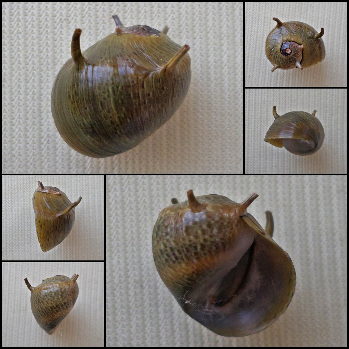 AGB23 - Clithon flavovirens  12.64mm