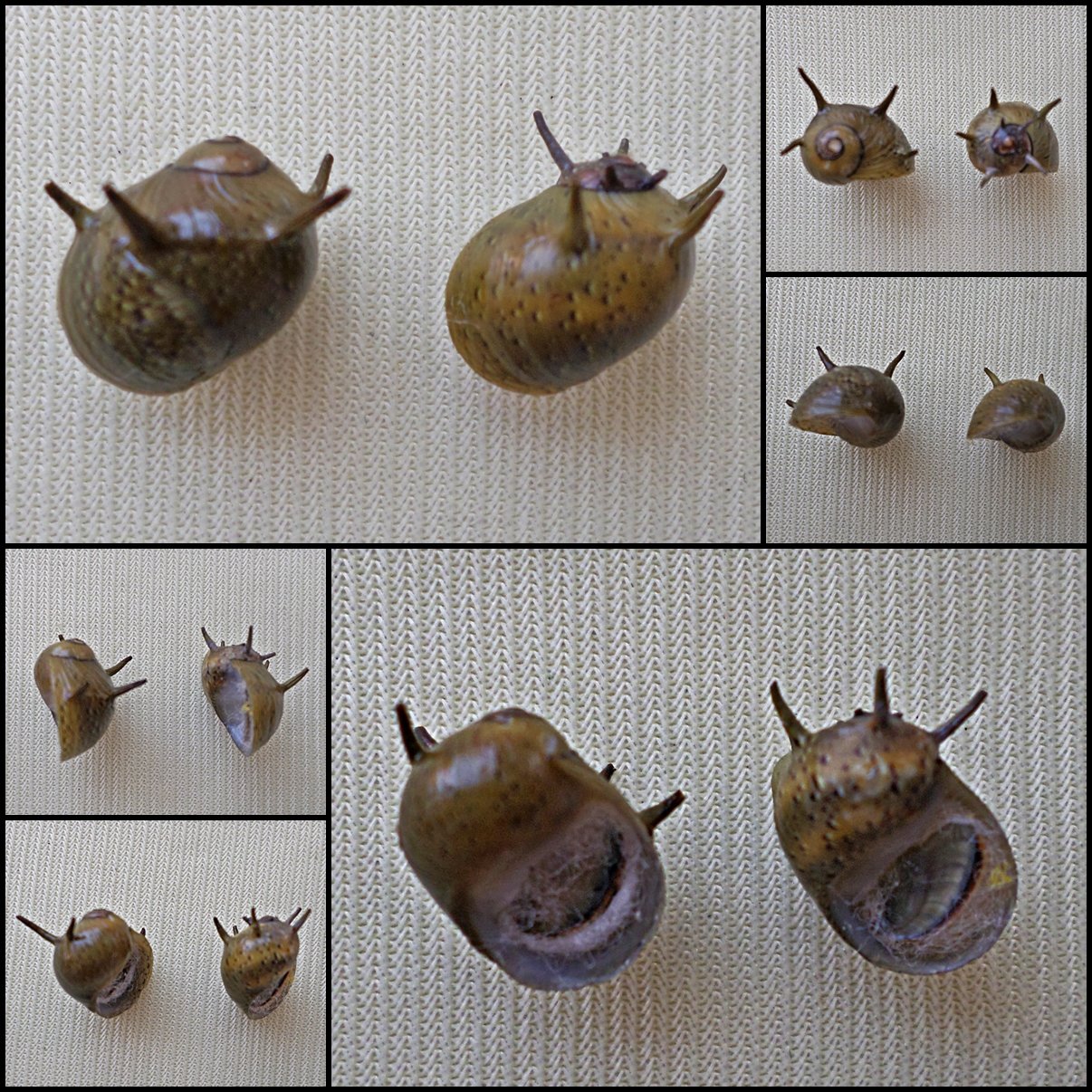 AGB25 - Clithon flavovirens  10.96mm - 10.81mm