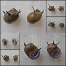 AGB25 - Clithon flavovirens  10.96mm - 10.81mm