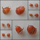 AGB27 - Clithon flavovirens RED 9.14mm - 11.22mm