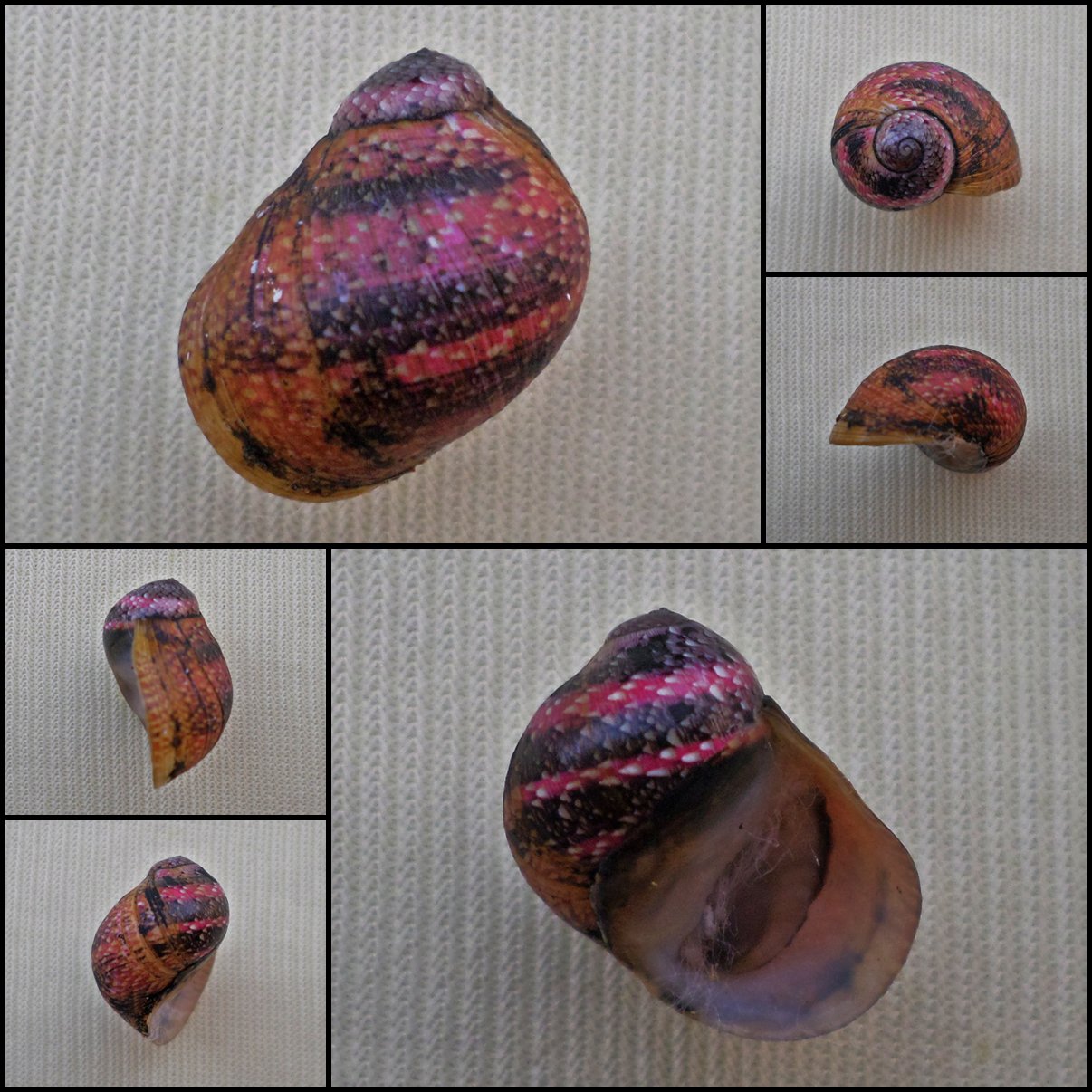 AGC31 - Clithon circumvoluta 15.68mm
