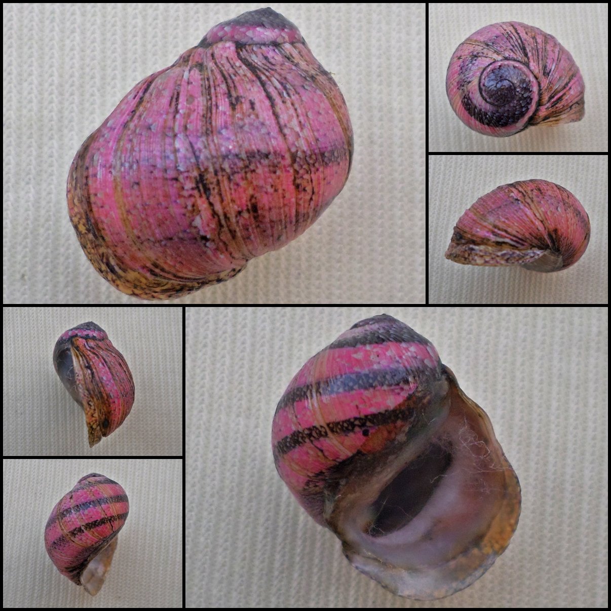 AGC32 - Clithon circumvoluta 18.07mm