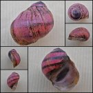 AGC32 - Clithon circumvoluta 18.07mm