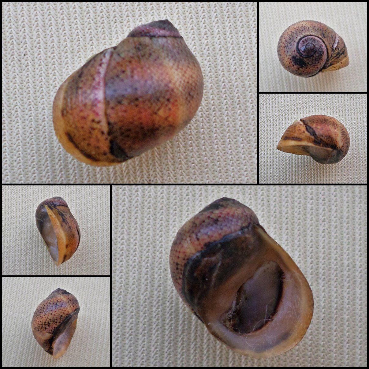 AGC34 - Clithon circumvoluta 15.56mm