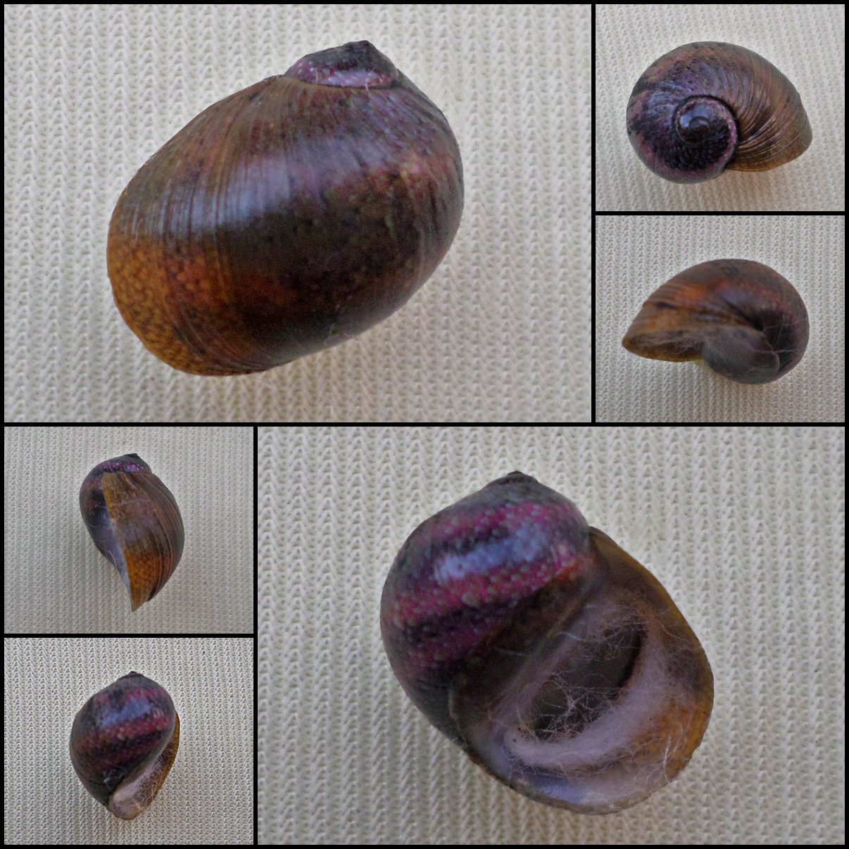 AGC35 - Clithon circumvoluta 14.78mm