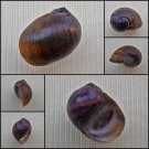 AGC35 - Clithon circumvoluta 14.78mm
