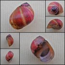 AGC36 - Clithon circumvoluta 16.61mm