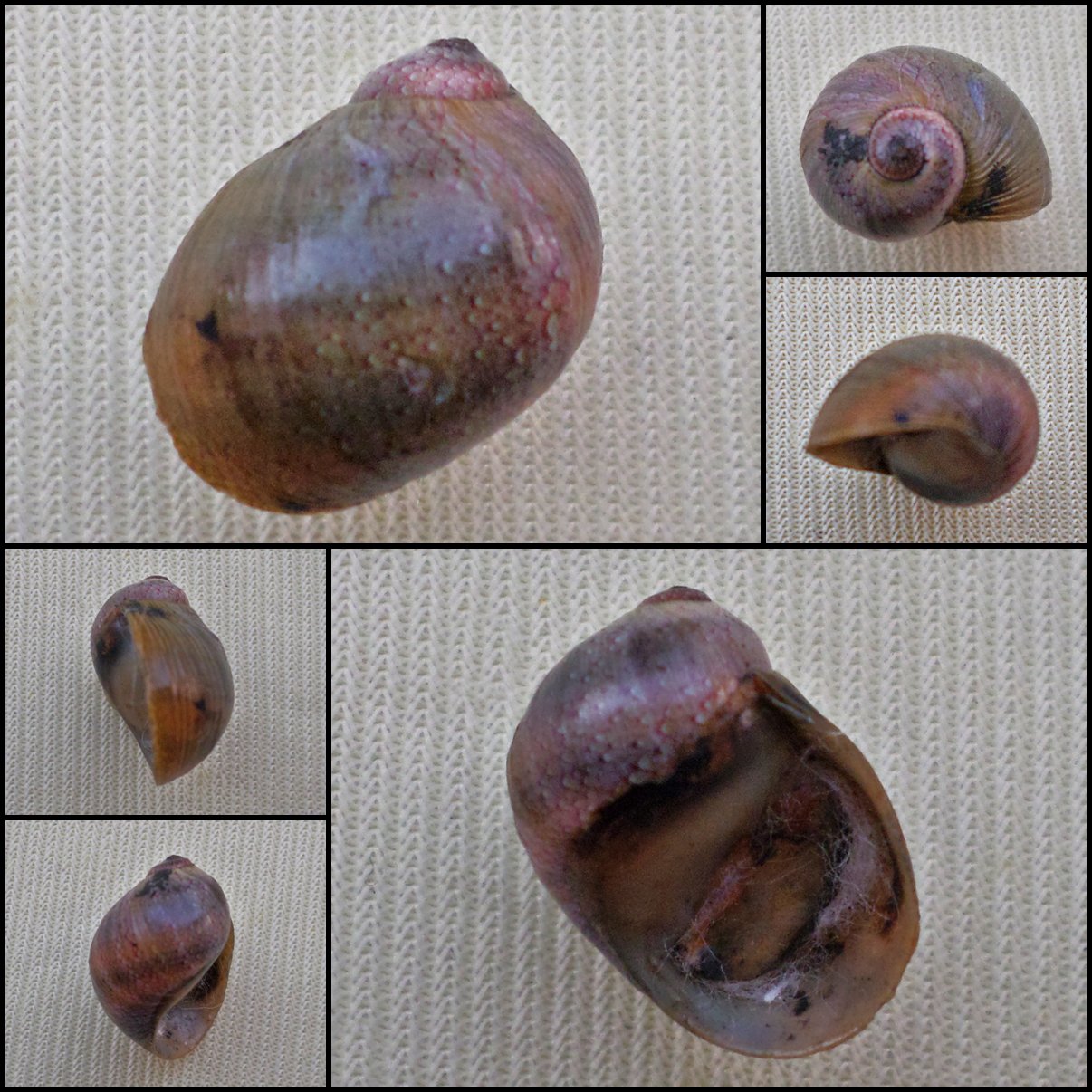 AGC37 - Clithon circumvoluta 14.17mm