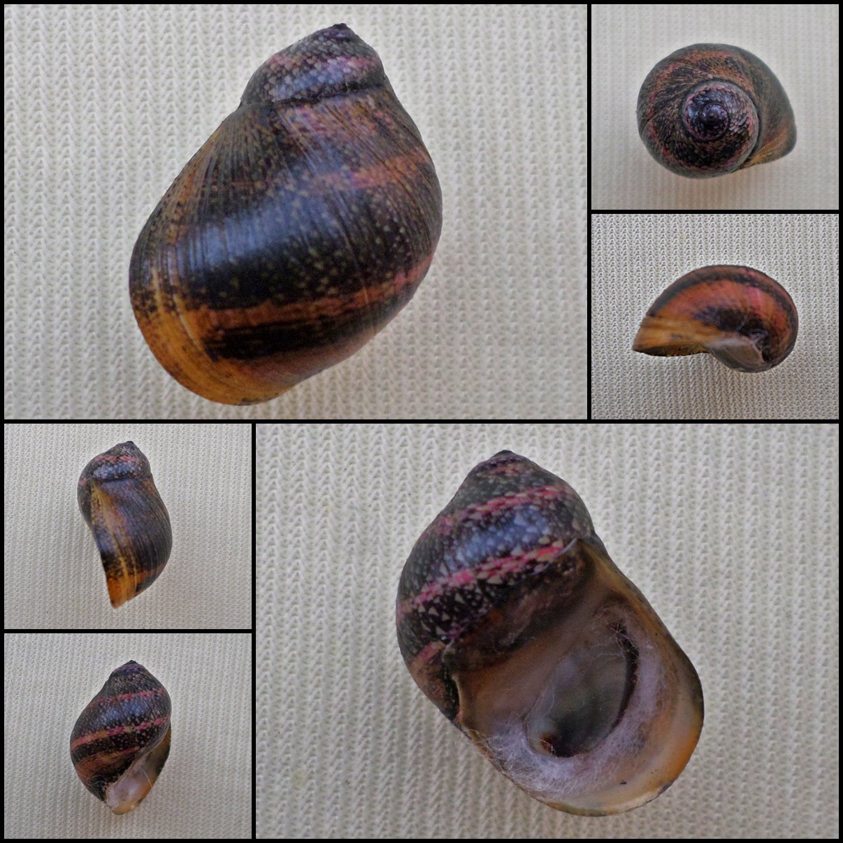 AGC38 - Clithon circumvoluta 17.64mm