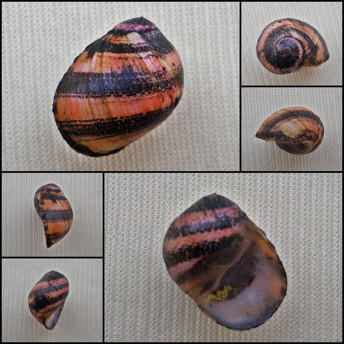 AGC40 - Clithon circumvoluta 15.20mm