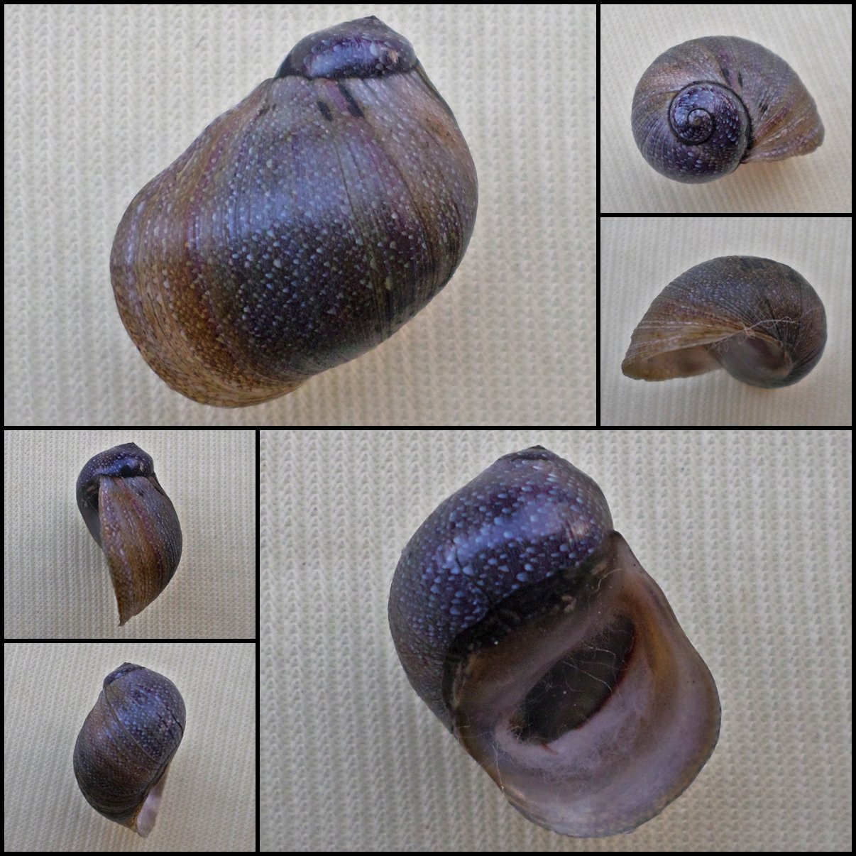 AGC26 - Clithon dominguensis 18.69mm