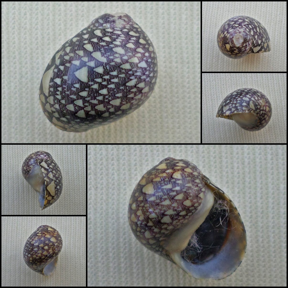 AGC16 - Clithon oualaniensis 13.68mm