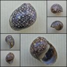 AGC16 - Clithon oualaniensis 13.68mm