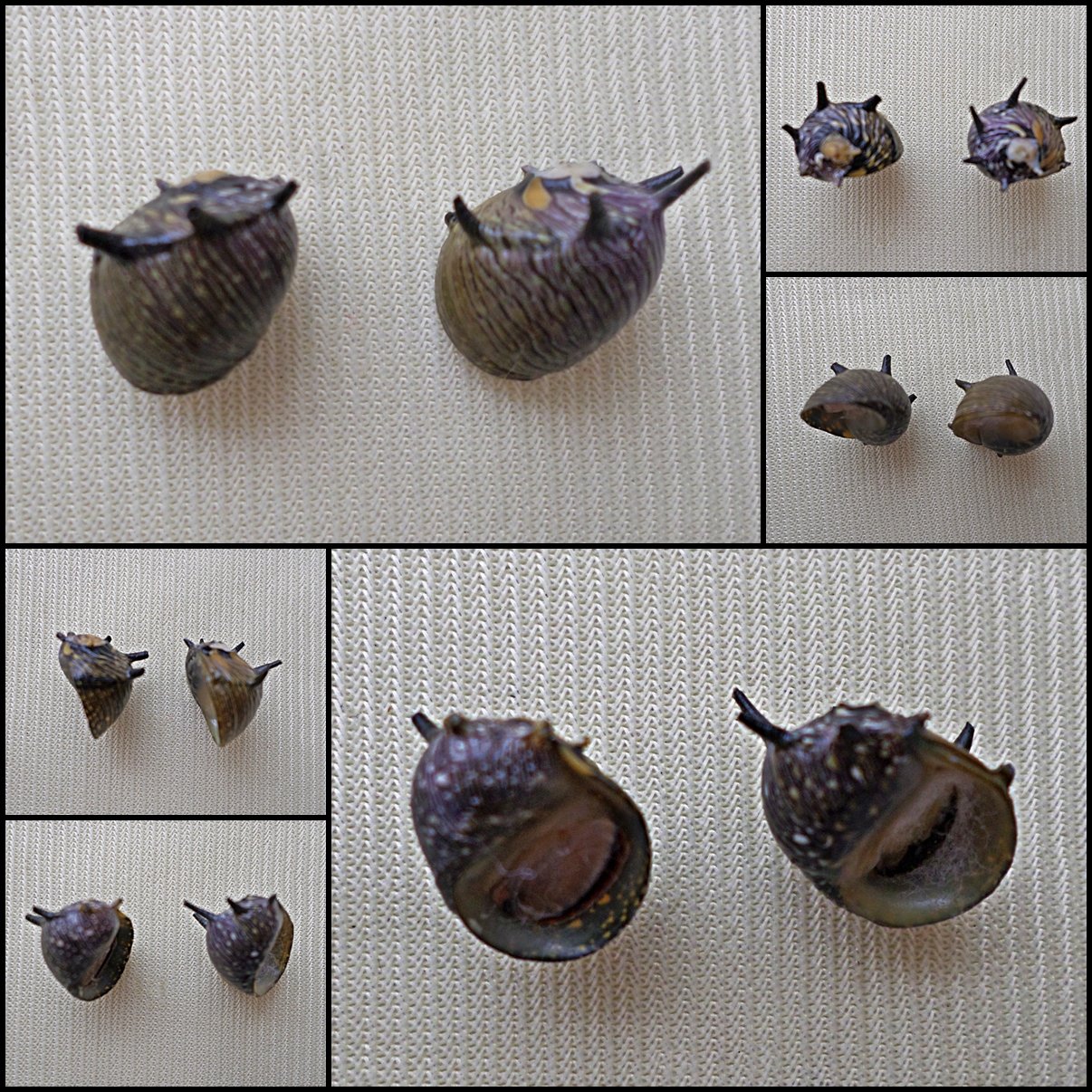 AGB32 - Clithon subgranosus 10.23mm - 10.45mm