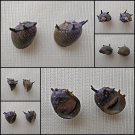 AGB32 - Clithon subgranosus 10.23mm - 10.45mm