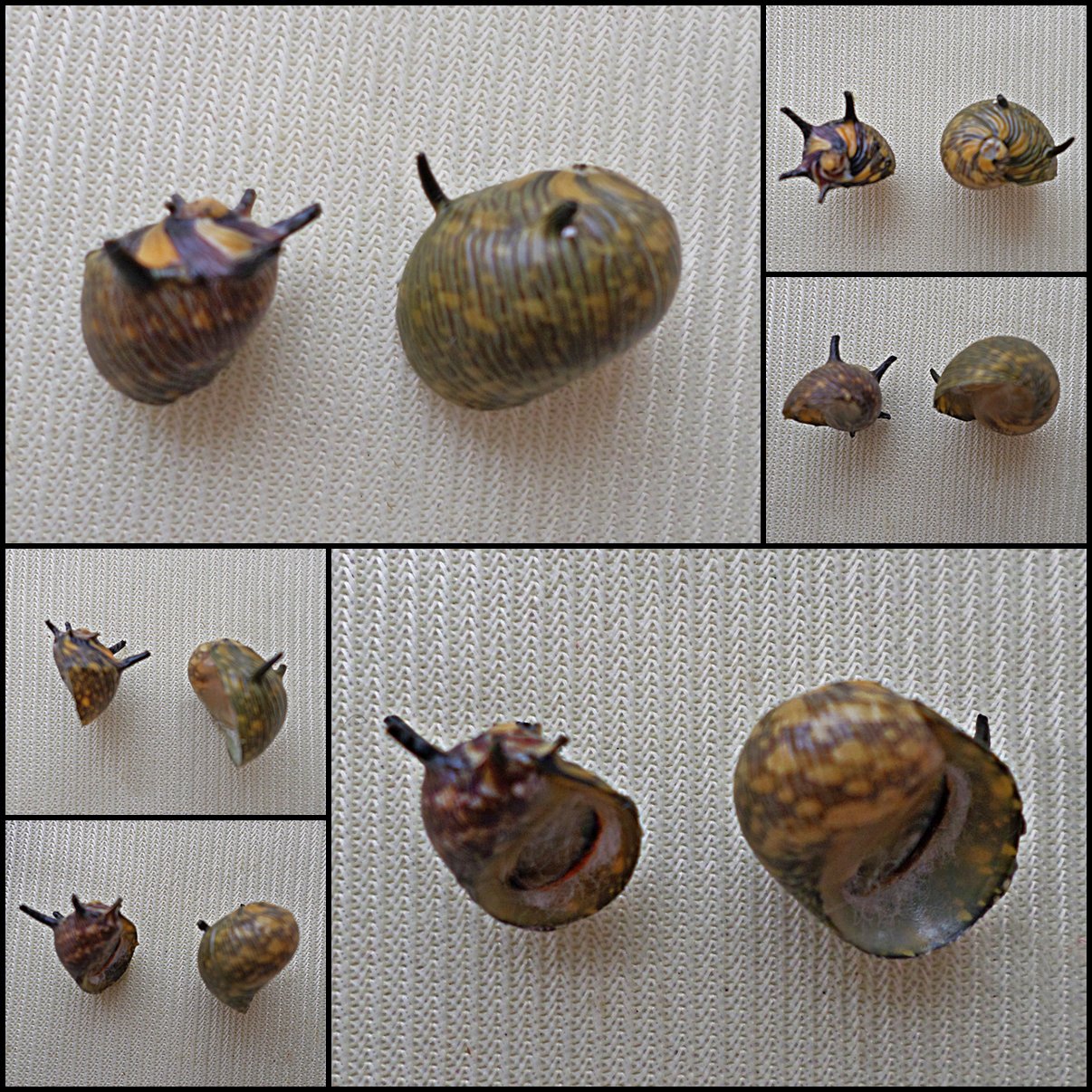 AGB33 - Clithon subgranosus 8.77mm - 11.60mm