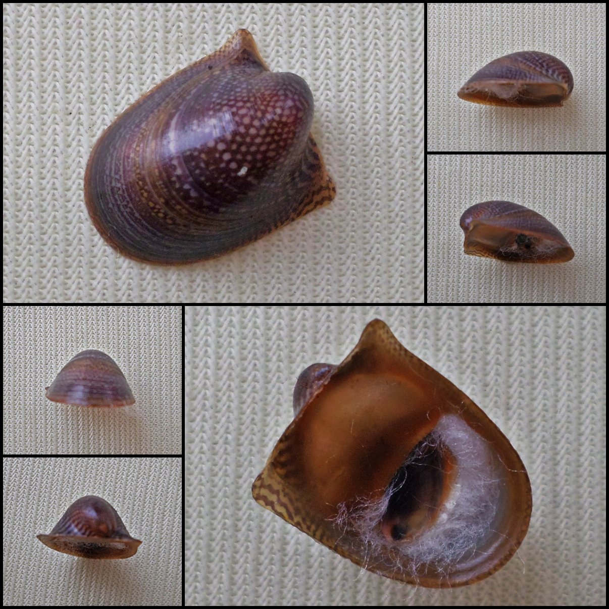 AGB37 - Neripteron rubicundum 13.58mm