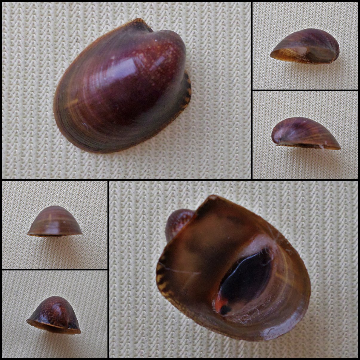 AGB38 - Neripteron rubicundum 13.68mm