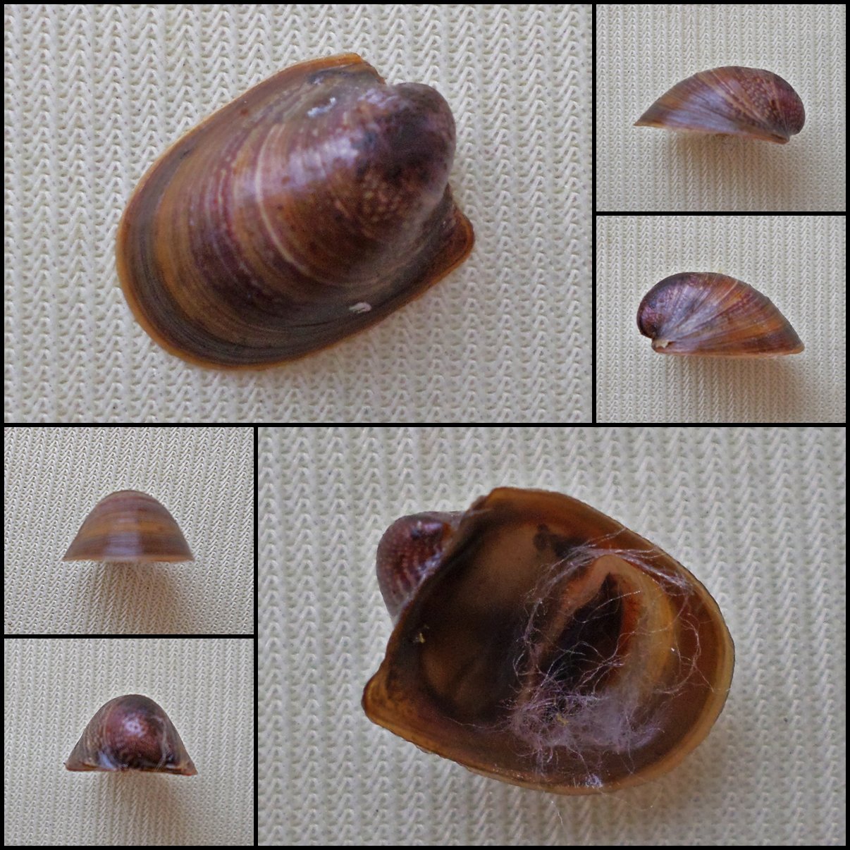 AGB39 - Neripteron rubicundum 13.87mm