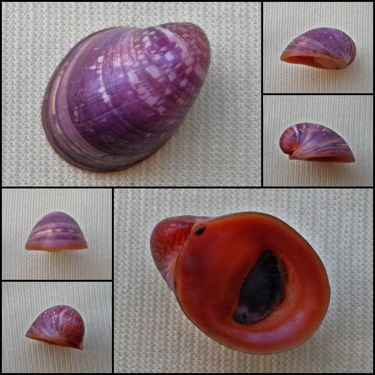 AGA01 - Neripteron violaceum 17.49mm
