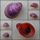AGA01 - Neripteron violaceum 17.49mm