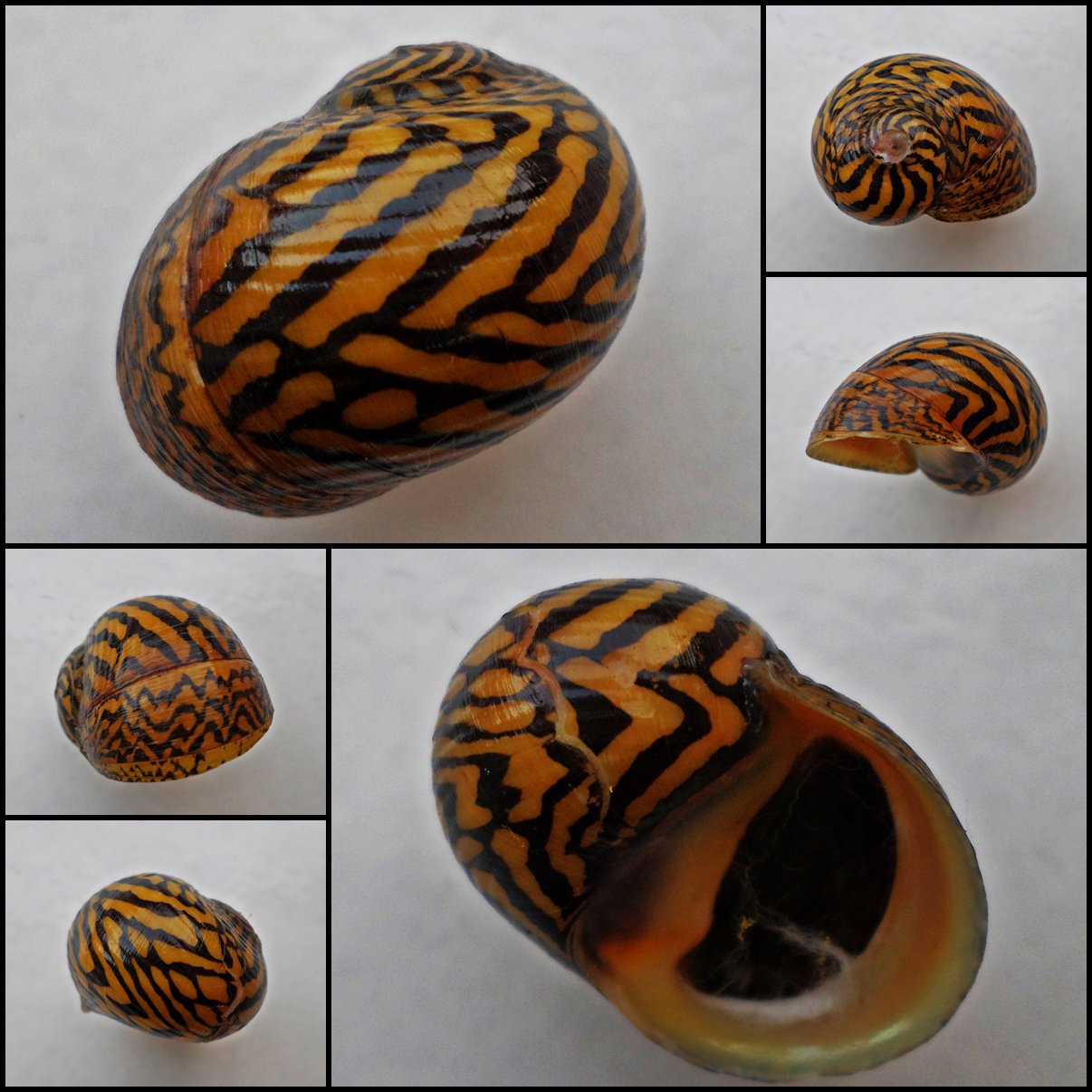 ABB14 - Neritodryas dubia 25.85mm