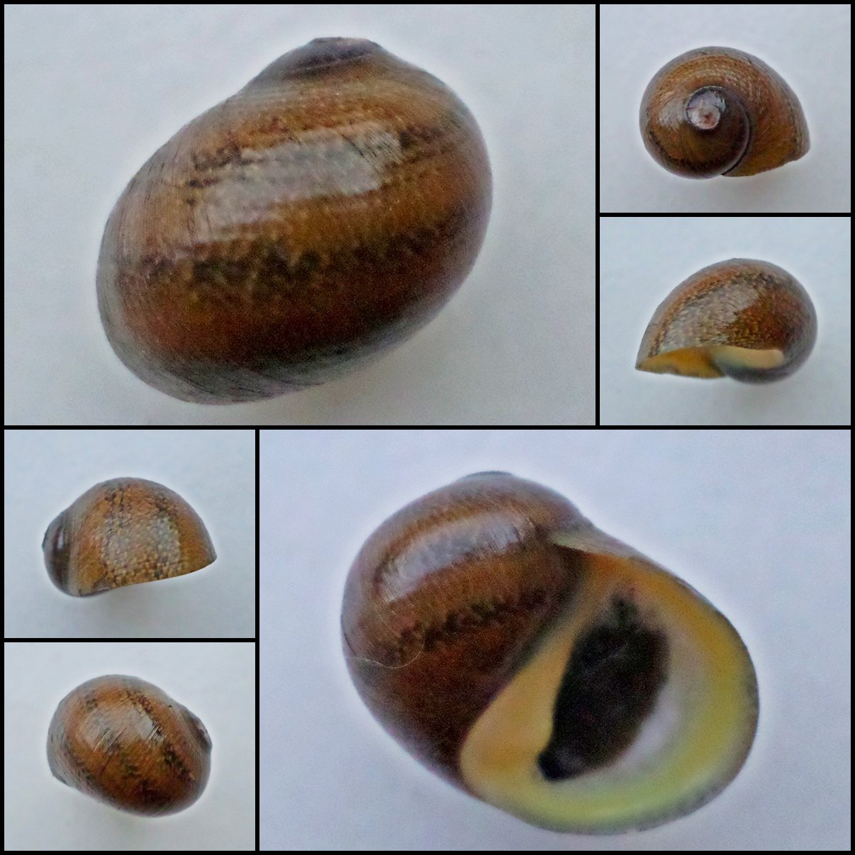 ABB27 - Neritodryas subsulcata 21.49mm