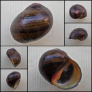AGC27 - Neritodryas subsulcata 20.27mm