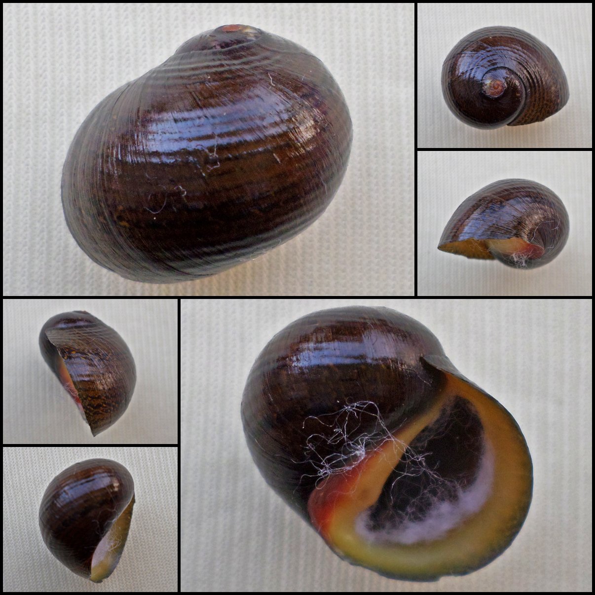 AGC28 - Neritodryas subsulcata 19.37mm