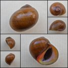 AGC29 - Neritodryas subsulcata 19.32mm