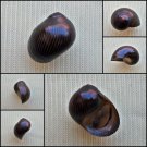 BDA19 - Vittina aquatilis 13.87mm