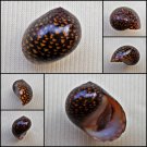 ABC38 - Vittina coromandeliana 17.06mm