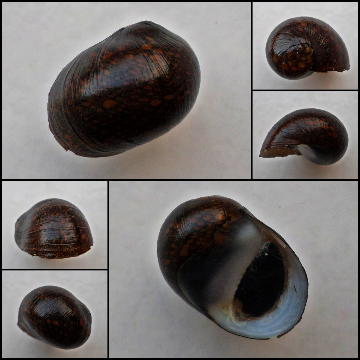 ABB11 - Vittina pouchetii 20.19mm