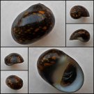 ABB13 - Vittina pouchetii 20.24mm