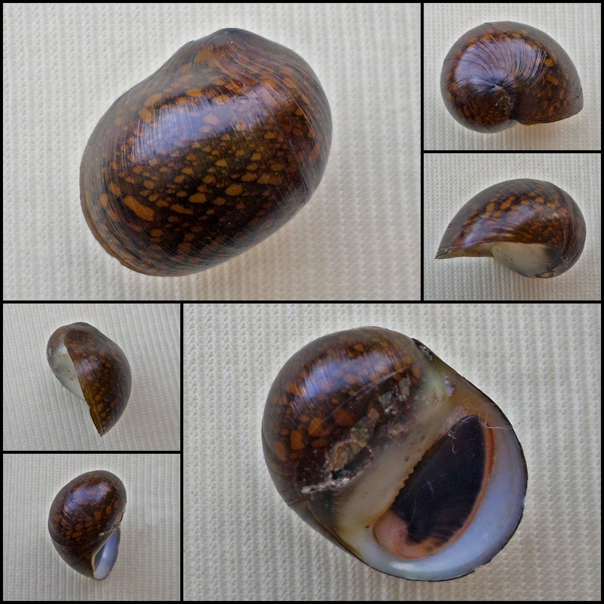 AHA31 - Vittina pouchetii 18.96mm