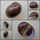 AHA31 - Vittina pouchetii 18.96mm