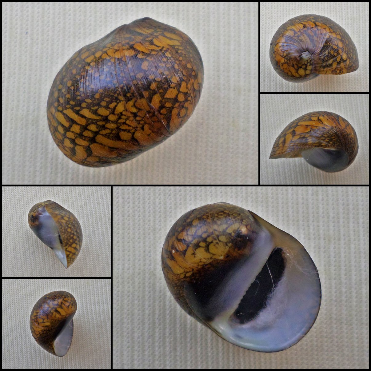 AHA32 - Vittina pouchetii 18.29mm