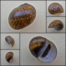 AHA32 - Vittina pouchetii 18.29mm