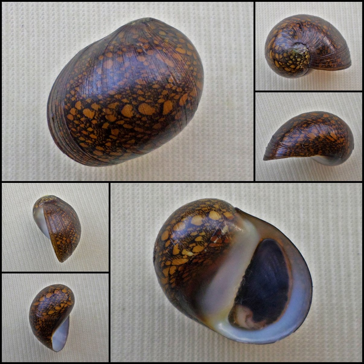 AHA33 - Vittina pouchetii 18.79mm