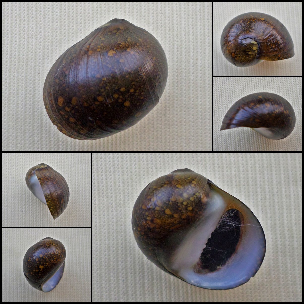 AHA34 - Vittina pouchetii 18.76mm
