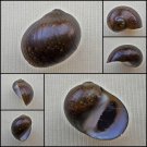 AHA34 - Vittina pouchetii 18.76mm