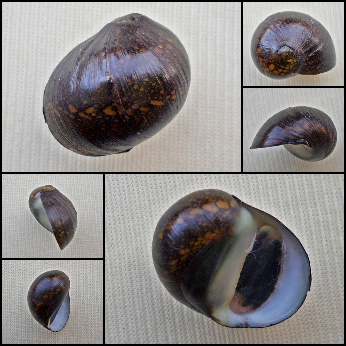 AHA35 - Vittina pouchetii 19.82mm