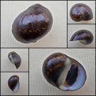 AHA35 - Vittina pouchetii 19.82mm