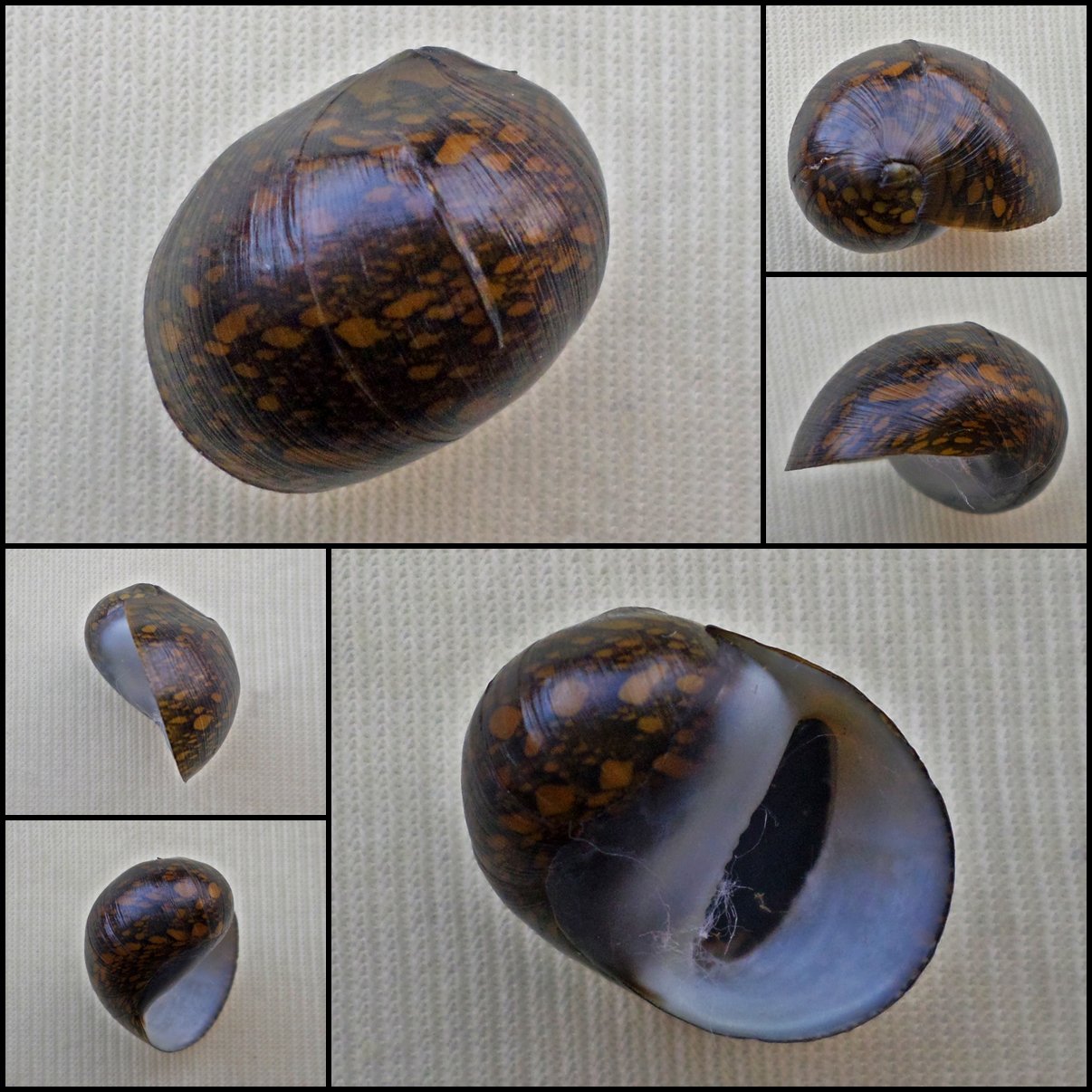 AHA36 - Vittina pouchetii 19.46mm