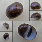 AHA36 - Vittina pouchetii 19.46mm